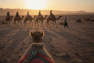 Marrakesh: kamelenrit, diner en vuurshow in de Agafay-woestijn
