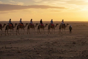 Marrakech: Quad & Camel Adventure with Dinner Show in Agafay