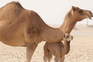 Marrakesh: Agafay-ørkenen – firhjuling og middagsshow ved solnedgang