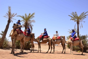 Marrakech : balade à dos de chameau dans le désert de Rehamna avec thé marocain