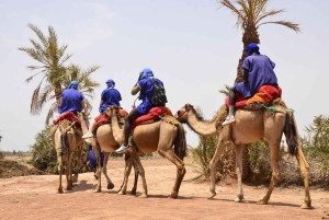 Marrakech : balade à dos de chameau dans le désert de Rehamna avec thé marocain