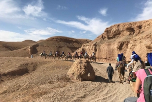 Marrakech: Kamelridning ved solnedgang med middagsshow i Agafay-ørkenen