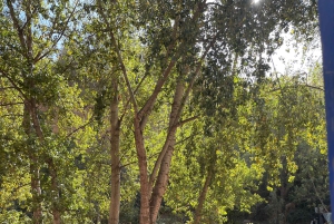 Marrakech: tour nella valle dell'Ourika con escursione, cascate e pranzo