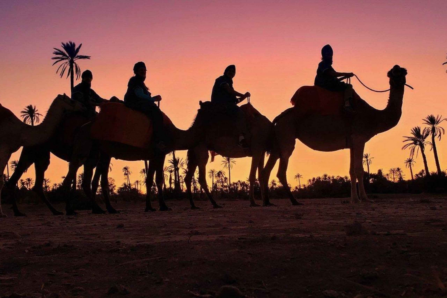 Пальмовая роща Марракеша: прогулка на верблюде на закате