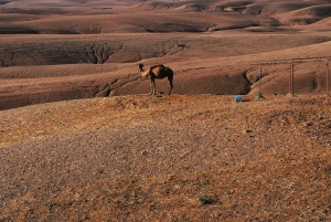 Marrakesh: Desert & Mountain Tour with Camel Ride & Lunch