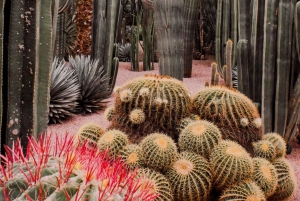 Marrakesh: Majorelle Garden Pääsyliput