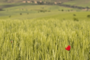 Vallée de l'Ourika : Aventure en quad, balade à dos de chameau et randonnée pédestre