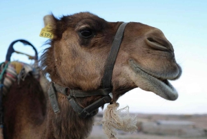 Vallée de l'Ourika : Aventure en quad, balade à dos de chameau et randonnée pédestre