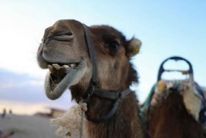 Vallée de l'Ourika : Aventure en quad, balade à dos de chameau et randonnée pédestre