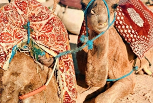 Vallée de l'Ourika : Aventure en quad, balade à dos de chameau et randonnée pédestre