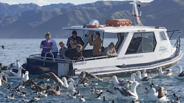 Albatross Encounters Kaikoura