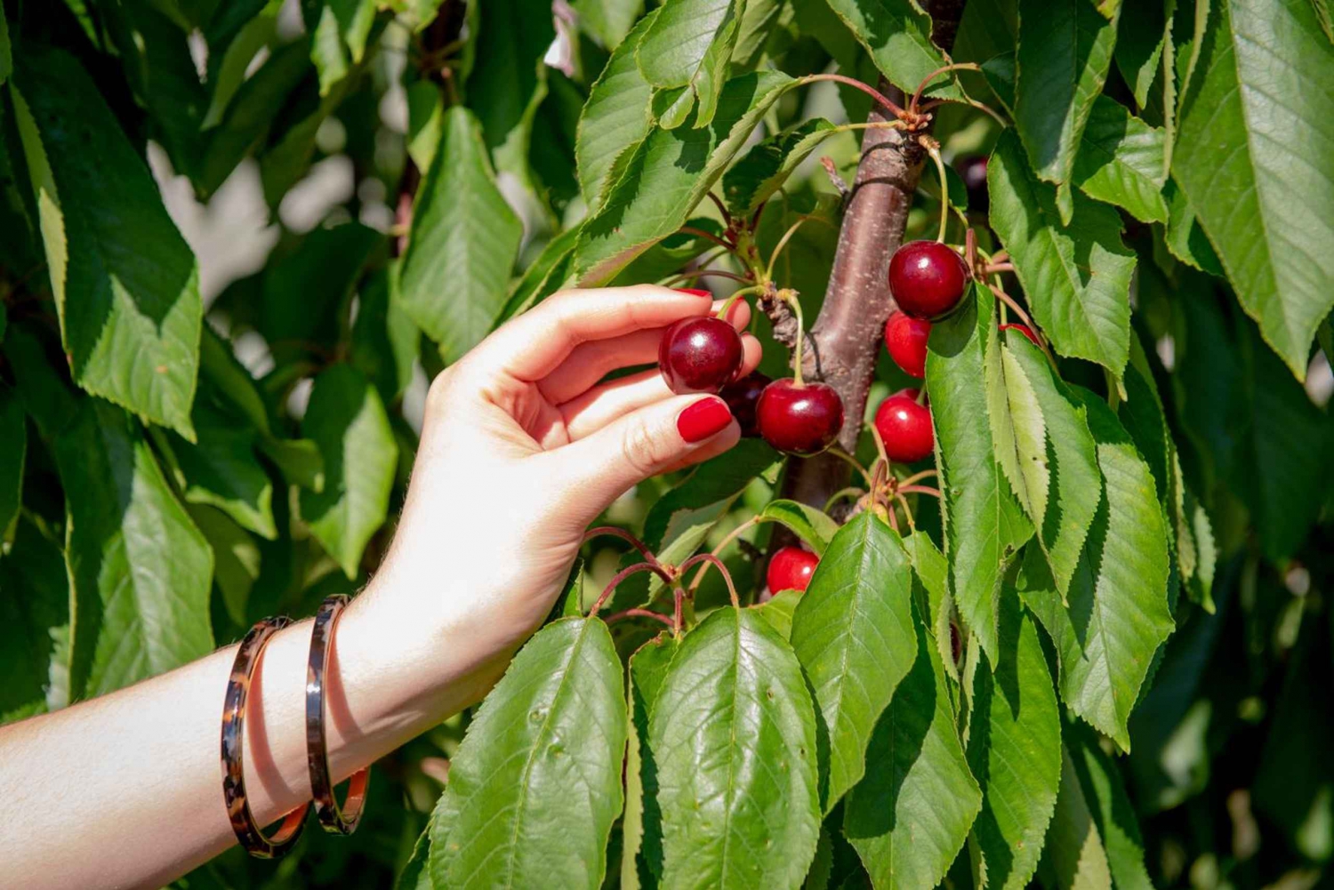 Сбор вишни в Вандин-Ист