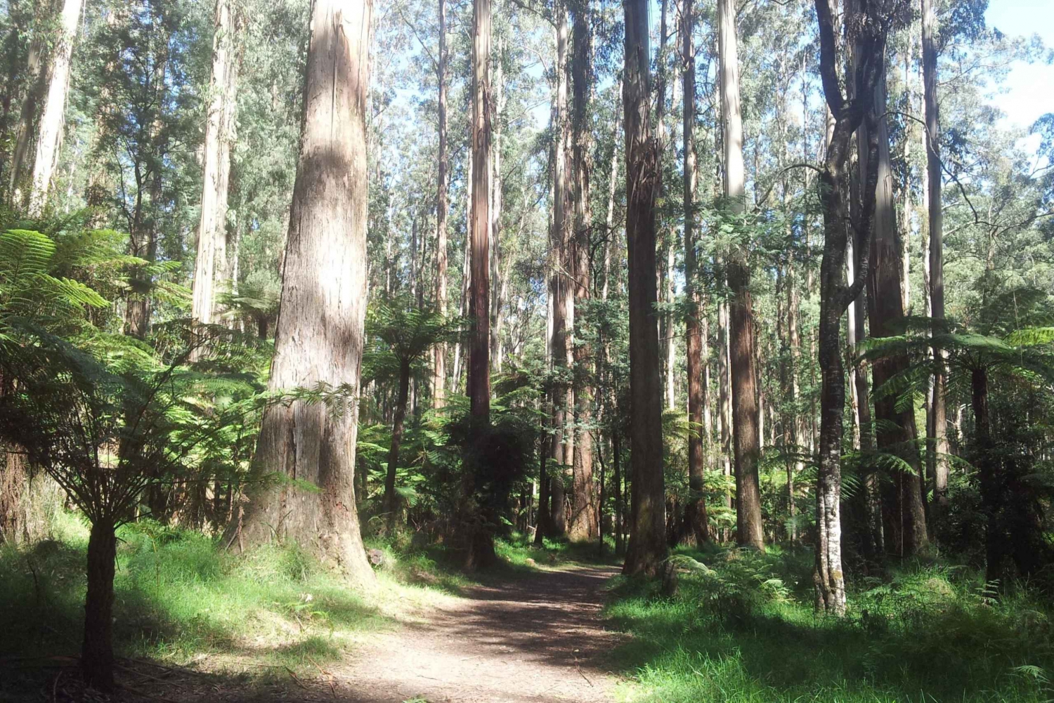 Fra Melbourne: Privat dagstur til Dandenong Ranges