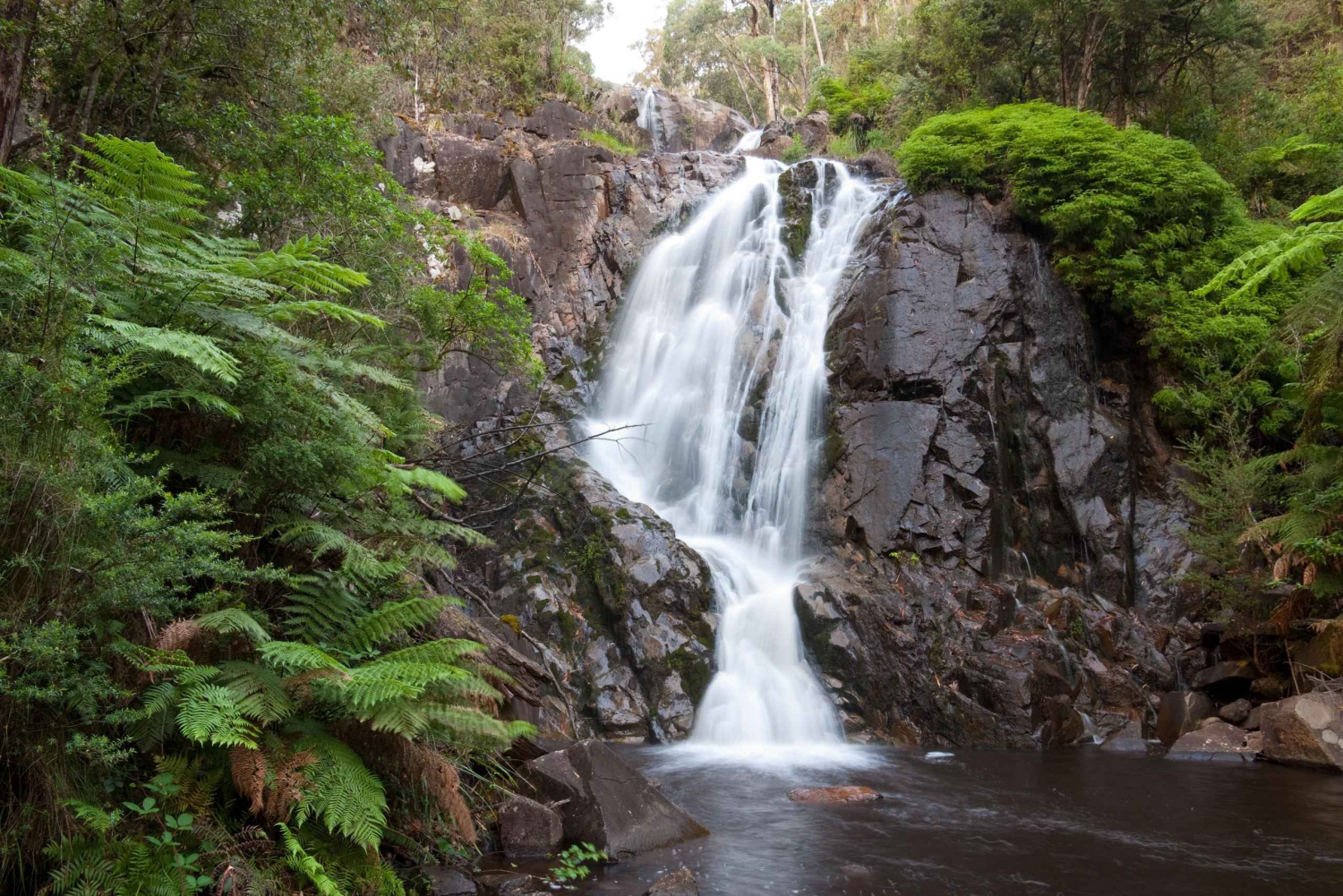 Melbourne: Lake Mountain Snow & Redwood Forest Tours: Yksityinen Lake Mountain Snow & Redwood Forest Tours
