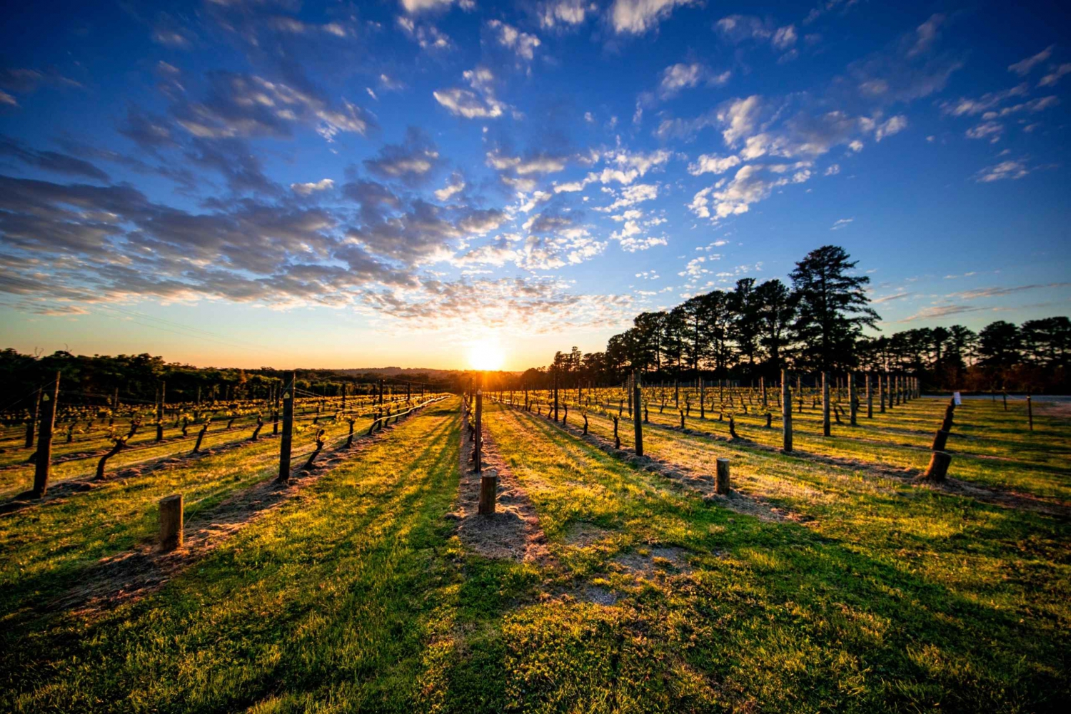 Från Melbourne: Mornington Peninsula Food & Wine Taste Trail