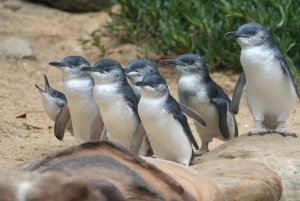 From Melbourne: Penguin Parade and Koalas Tour