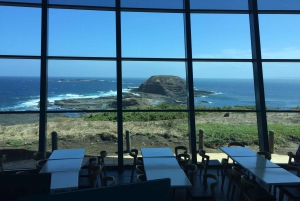 From Melbourne: Penguin Parade and Koalas Tour