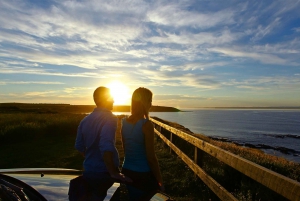 From Melbourne: Penguin Parade and Koalas Tour