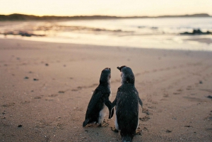 From Melbourne: Penguin Parade and Koalas Tour
