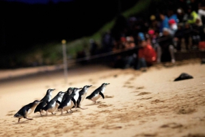 From Melbourne: Penguin Parade and Koalas Tour