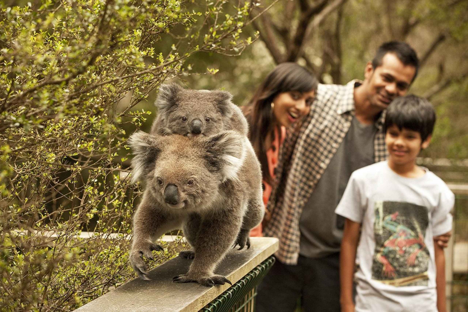 Desde Melbourne: desfile de pingüinos y reserva de koalas en Phillip Island