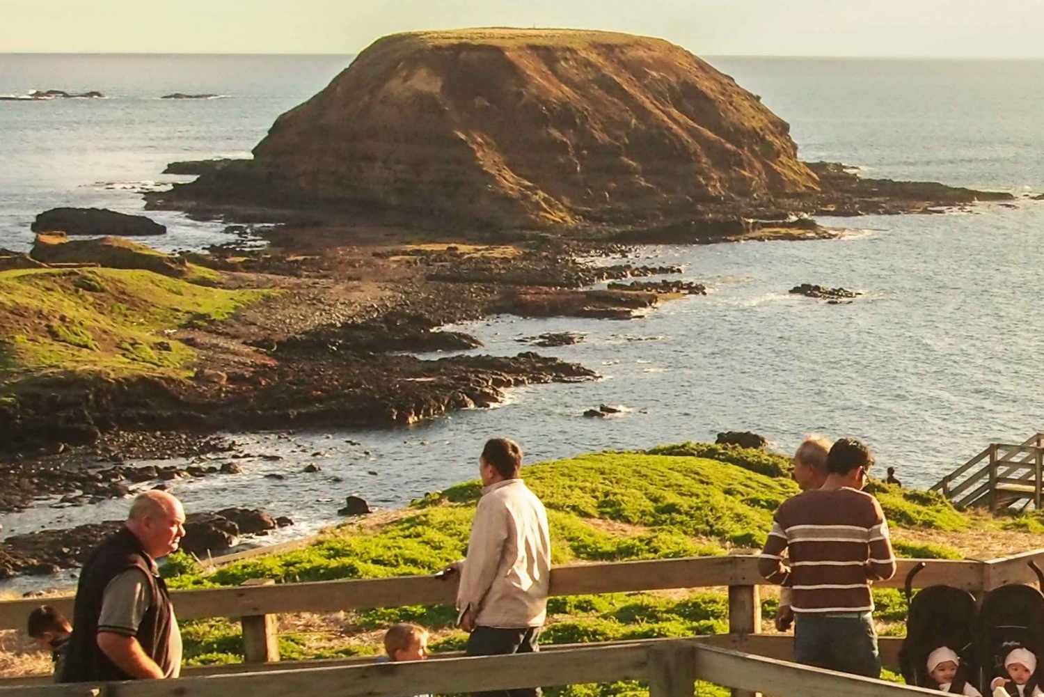 Z Melbourne: Penguin Parade, koale i kangury