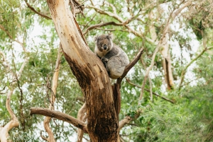 Из Мельбурна: однодневная поездка небольшой группой по Великой океанской дороге