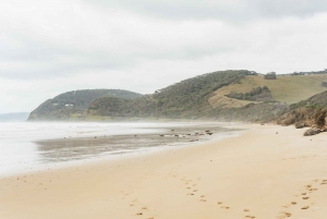 Из Мельбурна: однодневная поездка небольшой группой по Великой океанской дороге
