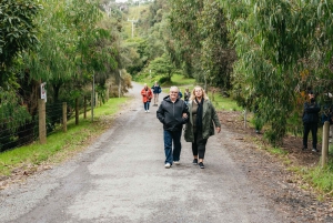 Из Мельбурна: однодневная поездка небольшой группой по Великой океанской дороге