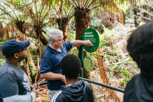 Из Мельбурна: однодневная поездка небольшой группой по Великой океанской дороге