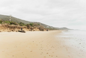 Из Мельбурна: однодневная поездка небольшой группой по Великой океанской дороге