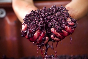 Von Melbourne: Yarra Valley Chandon Käse- & Känguru-Tour