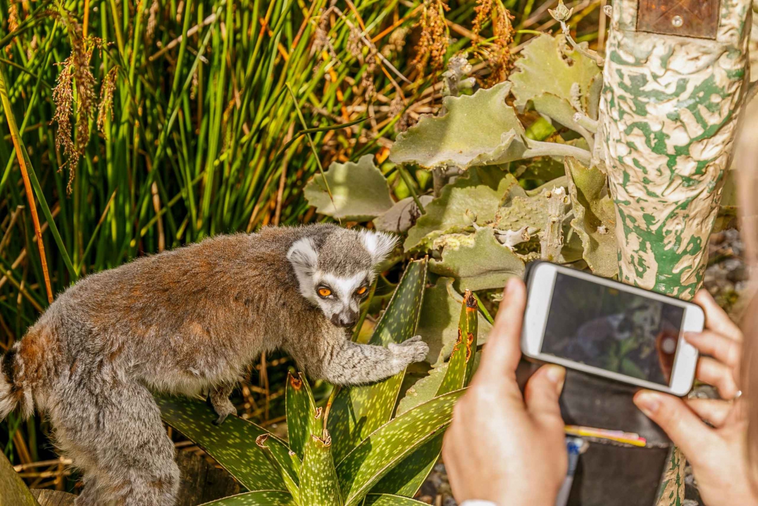 メルボルン動物園：1日入場券