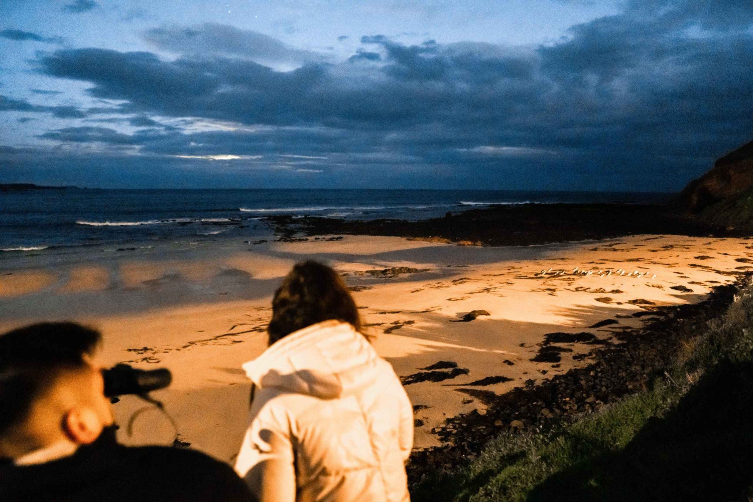 Melbourne: Bunurong Coast & Penguin Parade Day Trip