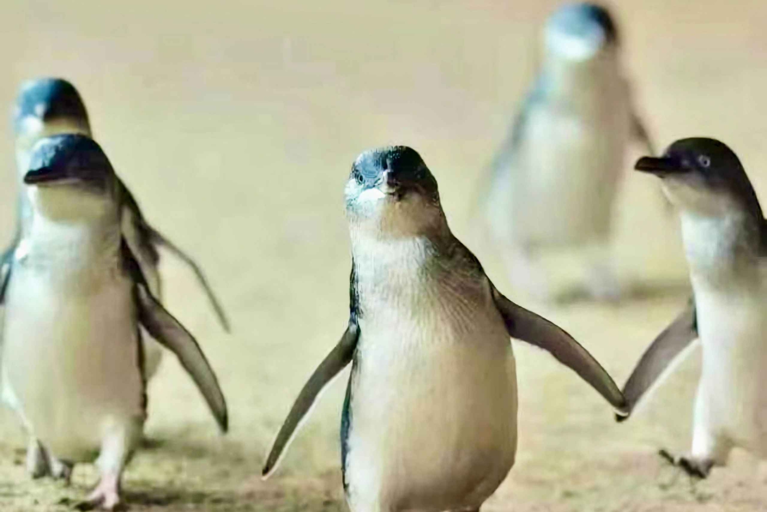 Melbourne Puffing Billy Penguin Yarra Valley Wine choc -kierros