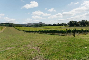 Melbourne: Full-Day Yarra Valley Wine Experience with Lunch