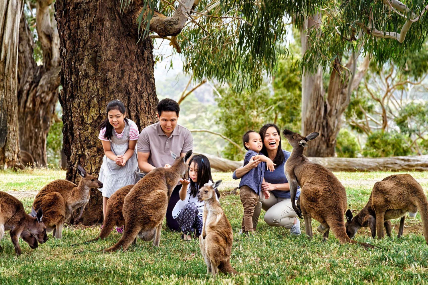 Najważniejsze atrakcje Melbourne i wycieczka Aussie Wildlife Express Tour