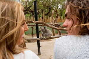 Melbourne: Passeio privativo de um dia pela natureza da Península com jantar