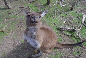 Melbourne: Passeio privativo de um dia pela natureza da Península com jantar