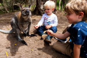 Melbourne: Passeio privativo de um dia pela natureza da Península com jantar