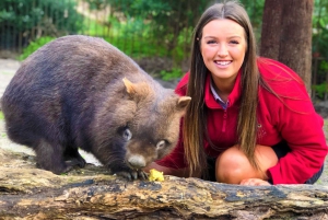 Melbourne: Passeio privativo de um dia pela natureza da Península com jantar