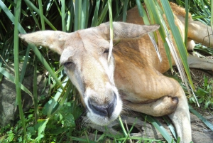 Melbourne: Passeio privativo de um dia pela natureza da Península com jantar