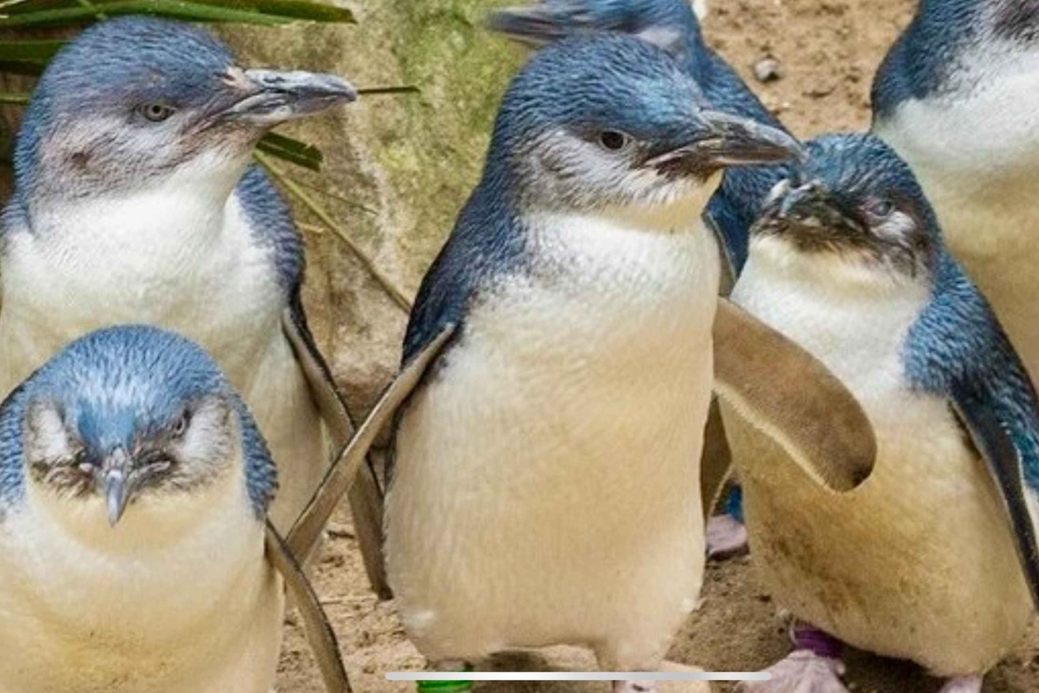 Melbourne: Phillip Island Private Tour with Penguin Parade