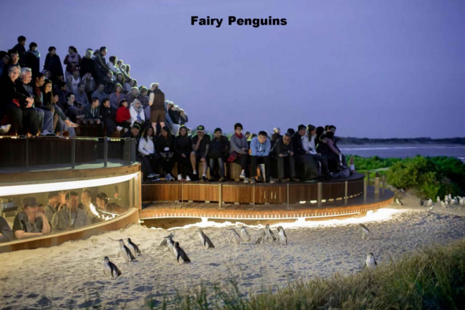 Melbourne: Phillip Island Penguin Parade Tour: Yksityinen Phillip Island Penguin Parade Tour