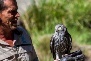Melbourne: Puffing Billy i Healesville Sanctuary Scenic Tour