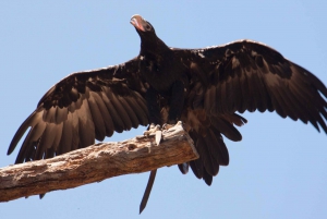 Melbourne: Puffing Billy i Healesville Sanctuary Scenic Tour