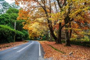 Melbourne: aventura en el tren Puffing Billy y desfile de pingüinos