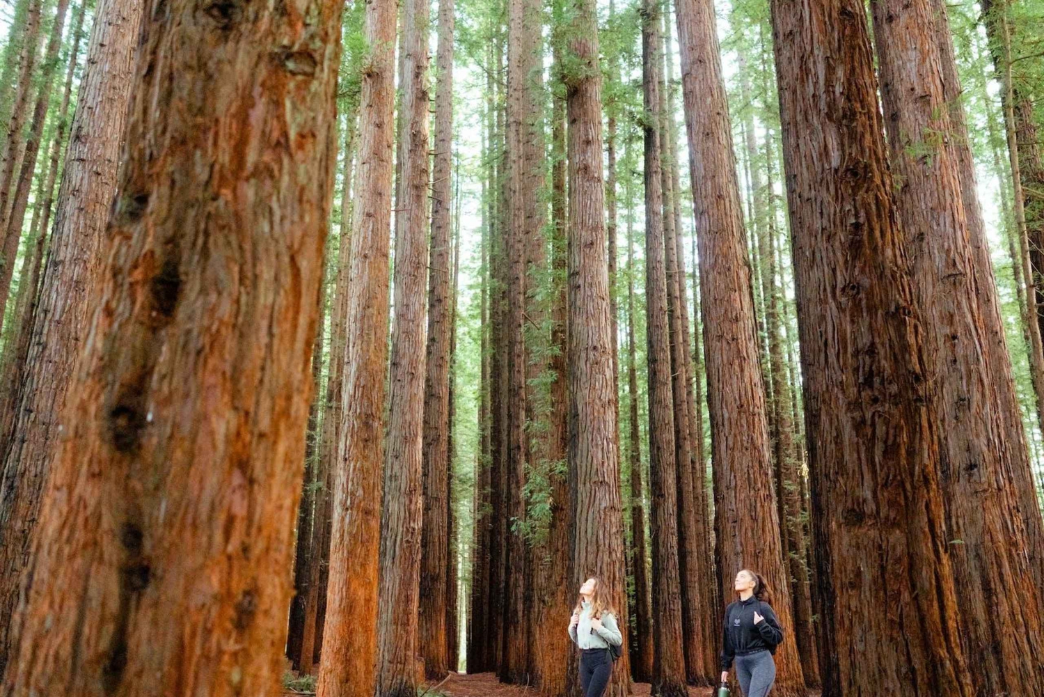 Da Melbourne: tour della foresta di sequoie e della Yarra Valley