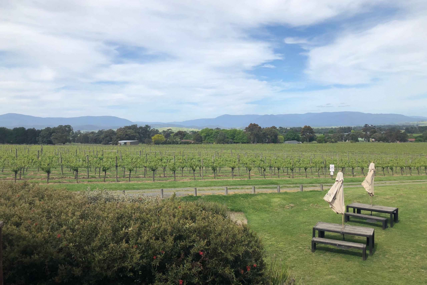 Morningtonin niemimaan viinitilojen bussikierros lounaalla ja viinillä