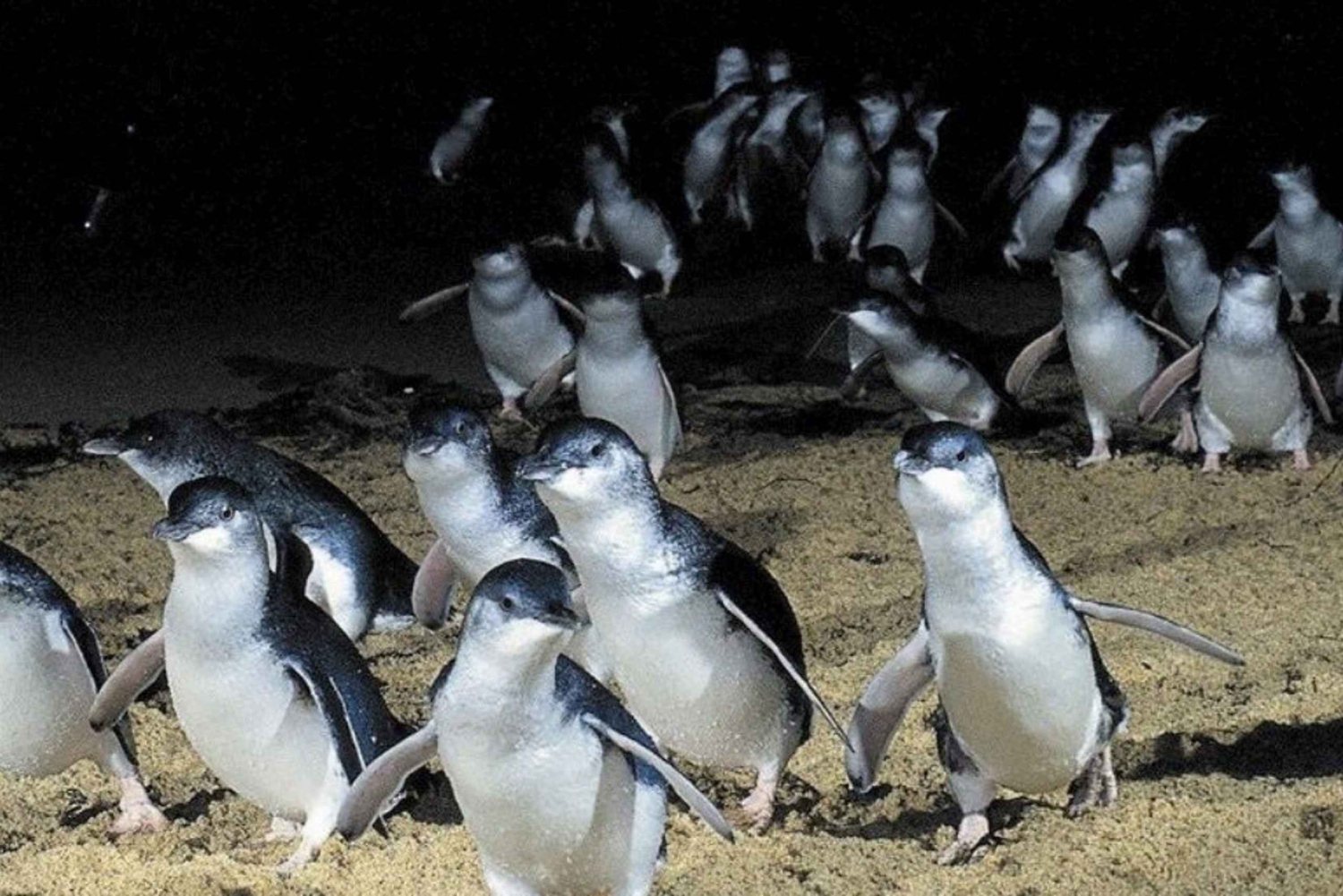 Vanuit Melbourne: Phillip Island Pinguïn & Natuur Dagtocht